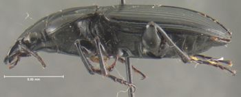 Media type: image;   Entomology 32963 Aspect: habitus lateral view